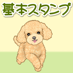 Cute toy poodle puppy (girl)