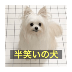 字幕犬 やや使いやすいver2(かわいーぬ)