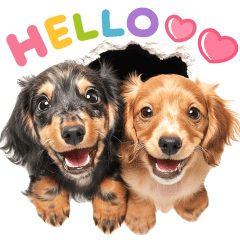 kawaii Dachshund cute