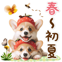 spring & early summer corgi