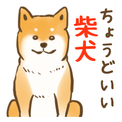 ちょうどいい柴犬