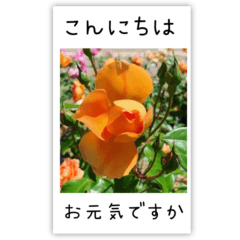 BIG✳︎薔薇画像を添えて✳︎優しい長文敬語