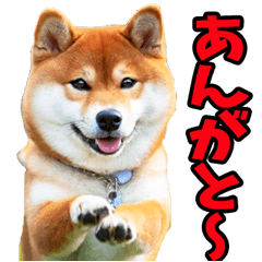 Real dogs from Ibaraki