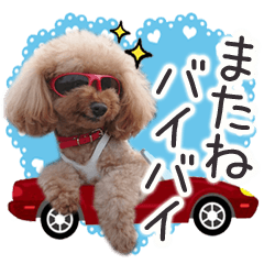 toy poodle LUCK 8