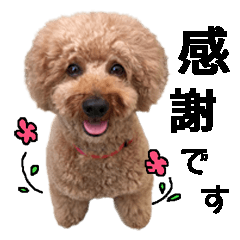 toy-poodle Tiida 2