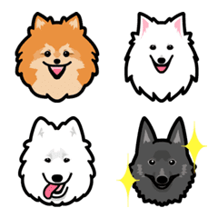 Spitz type dogs