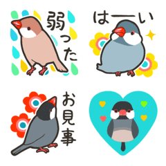 Zoo 15 / Java sparrow 4