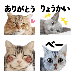 【超鮮明】ねこ写真♡絵文字