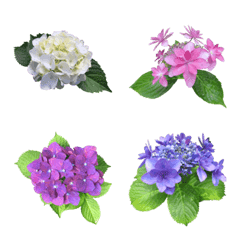 Colorful hydrangea in June