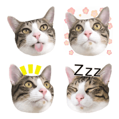 Cat Emoji 2.