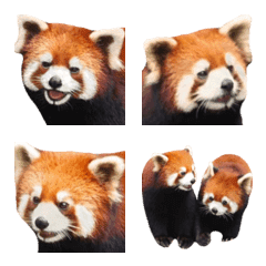 Photograph of the lesser panda