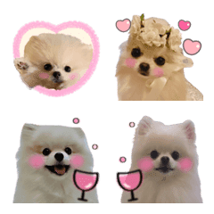 Wakayama Pomeranian