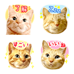 茶トラ 猫 毎日使える 絵文字