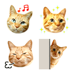 茶トラ 猫 毎日 絵文字