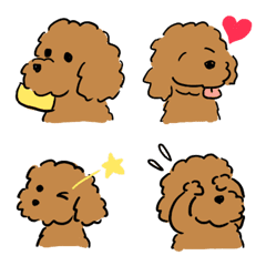 Toy Poodle Named Hina