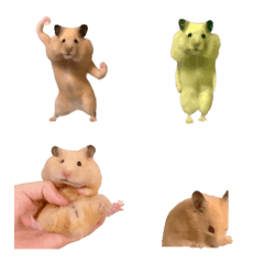 fun hamster