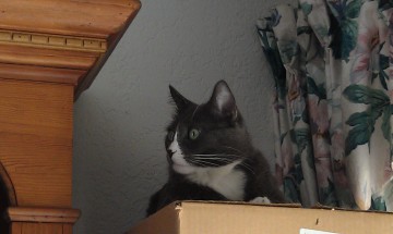 Ritzi on a box