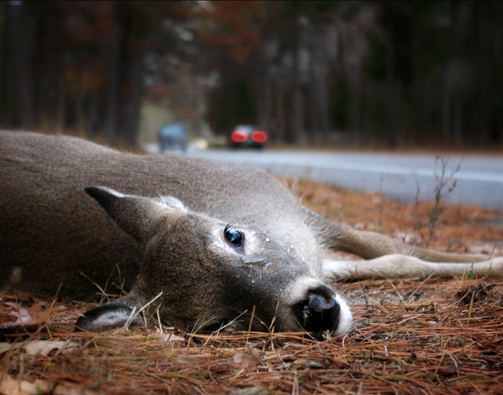 Annie's dead deer