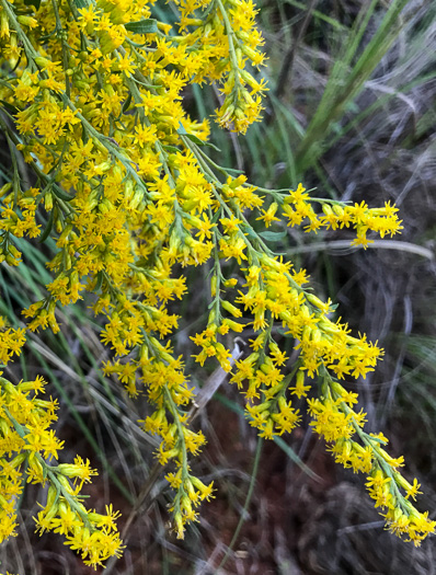 image of Solidago nemoralis var. nemoralis, Eastern Gray Goldenrod