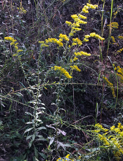 image of Solidago nemoralis var. nemoralis, Eastern Gray Goldenrod