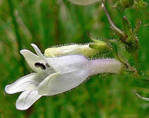 image of Penstemon laevigatus, Smooth Beardtongue, Eastern Beardtongue, Eastern Smooth Beardtongue