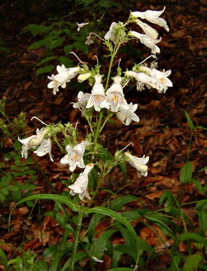 image of Penstemon laevigatus, Smooth Beardtongue, Eastern Beardtongue, Eastern Smooth Beardtongue