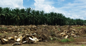 photo: Waste oil palm materials