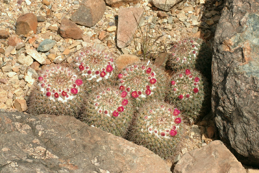 Mammillaria_2-2104_9428