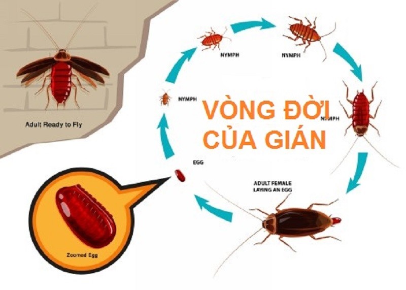 Gián có thể sống được bao lâu