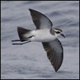 White-faced Storm-petrel by Göran Ekström