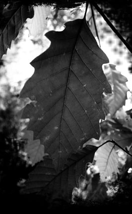 dogwood petal