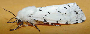 11-SaltMarshMoth-1.jpg