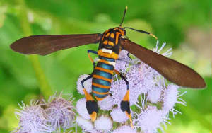 16-TexasWasp-Moth-8.jpg