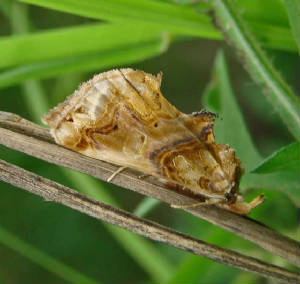 MoonseedMoth-PlusiodontaCompressipalis.jpg