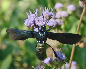 SouthernCyanTigerMoth-MacroneneChrysitis-1.jpg