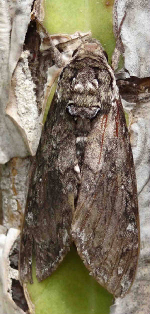 WavedSphinxMoth-Ceratomiaundulosa.jpg