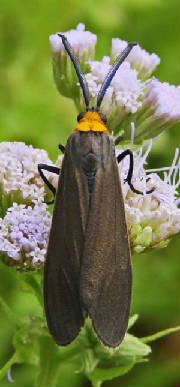 Yellow-CollaredScapeMoth-CissepsFulvicollis.jpg