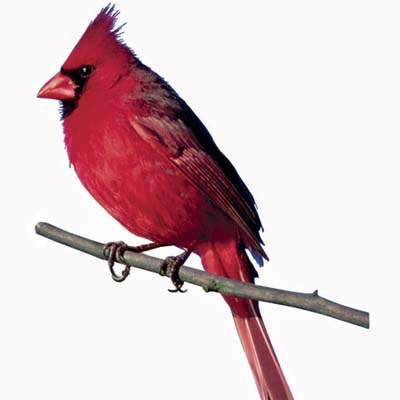 http://img2.timeinc.net/toh/i/g/1008_what_birds_eat/cardinal.jpg