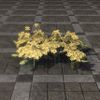 ON-furnishing-Flowers, Butterweed.jpg