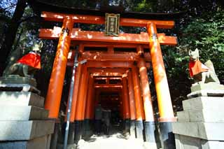 ÇáÕæÑÉ,ÇáãÇÏÉ,ÍÑÑ,ãäÙÑ ááØÈíÚÉ,Ìãíá,ÕæÑ,torii ãÒÇÑ Taisha Fushimi-Inari., ÓäÉ ÌÏíÏÉ ÒÇÑ Åáì ãÒÇÑ ÔäÊæ, torii., Inari., ÇáËÚáÈ.