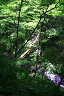 Foto, materiell, befreit, Landschaft, Bild, hat Foto auf Lager,Abgefallener Baum in einem Gebirgsstrom, Fluss, Hain, zartes Grün, 