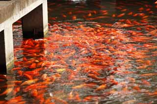 Foto, materiell, befreit, Landschaft, Bild, hat Foto auf Lager,Eine Aussicht auf Hafen des Blumenfisches, Ufer, Saiko, Die Oberfläche des Wassers, Goldfisch