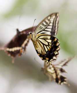 Foto, materiell, befreit, Landschaft, Bild, hat Foto auf Lager,Das Rendezvous des Schwalbenschwanzschmetterlinges, Schwalbenschwanzschmetterling, , Schmetterling, Paarung