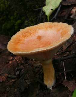 Foto, materiell, befreit, Landschaft, Bild, hat Foto auf Lager,Mushroom, der Regenwasser hält, orangefarben, Fungus, Pilz, abgefallener Baum