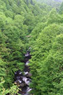 Foto, materiell, befreit, Landschaft, Bild, hat Foto auf Lager,Gebirgsstrom in einem Holz, Holz, Fluss, Wasser, Baum