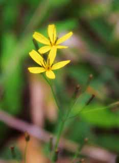 Foto, materiell, befreit, Landschaft, Bild, hat Foto auf Lager,Gelbe Blumen, Gelb, , , 