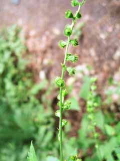 Foto, materiell, befreit, Landschaft, Bild, hat Foto auf Lager,Ein agrimony, Stock; ein Insekt, , goldener papercord, 