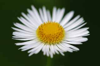 Foto, materiell, befreit, Landschaft, Bild, hat Foto auf Lager,Motette zum fleabane, weiß, Gelb, fleabane, 