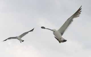 Foto, materiell, befreit, Landschaft, Bild, hat Foto auf Lager,Der Gruß von Möwen, Möwe, Himmel, Meer, 