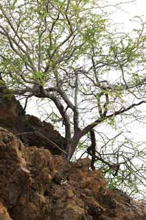 Foto, materiell, befreit, Landschaft, Bild, hat Foto auf Lager,MaunaLani, Lava, Stein, Splitter, Grün